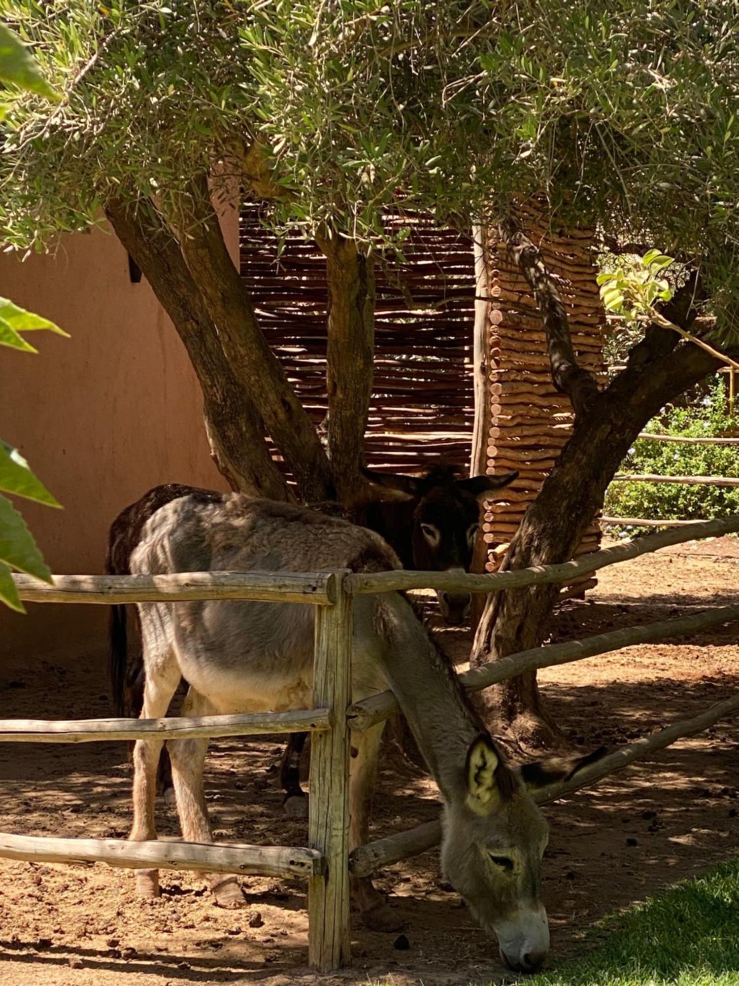 Jardin Sakina - Chambre D'Hotes Oulad Moumene Exterior photo